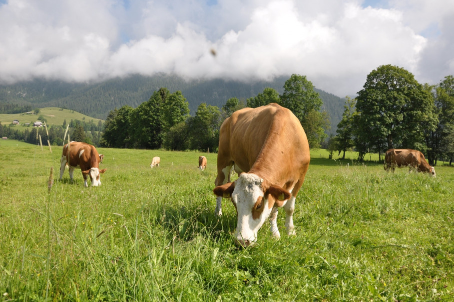 Bio-Landwirt und Bauernhofeis Feuchter Tauplitz