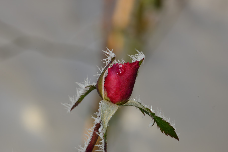 GRANDER-Wasserfoto des Monats 1/2020