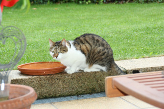 Geliebte Katze - schönes, glänzendes Fell